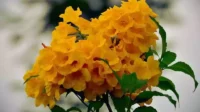 Cara Menanam Bunga Tabebuya agar Tumbuh Subur