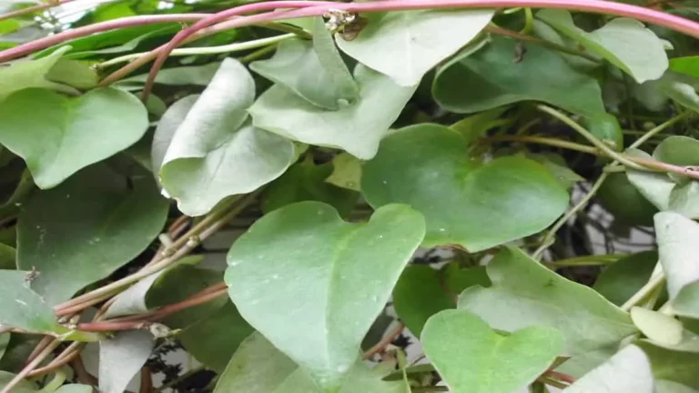 Cara Menanam Daun Binahong