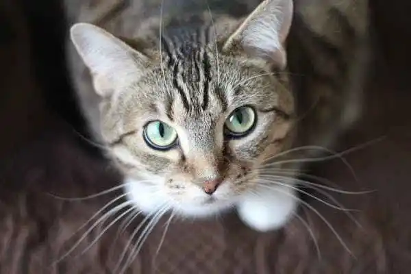 Cara Membersihkan Mata Kucing yang Belekan dan Ketahui Penyebabnya