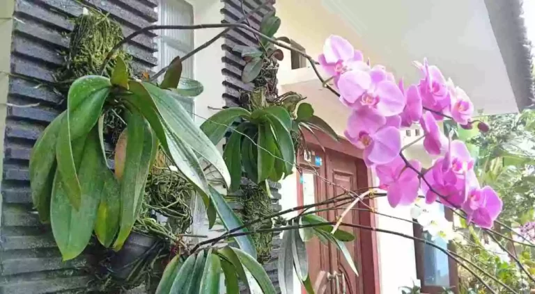 Cara Menanam Anggrek di Dinding dan Tips Menyiramnya