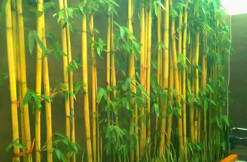 Cara Menanam Bambu Kuning di Depan Rumah, Ternyata Mudah!