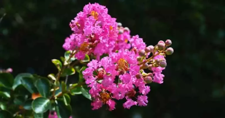 Cara Menanam Bunga Sakura Lokal, Simak Panduan Lengkap!