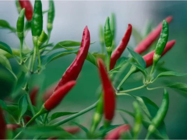 Cara Menanam Cabai Langsung di Tanah