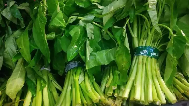 Cara Menanam Kangkung Di Botol Aqua