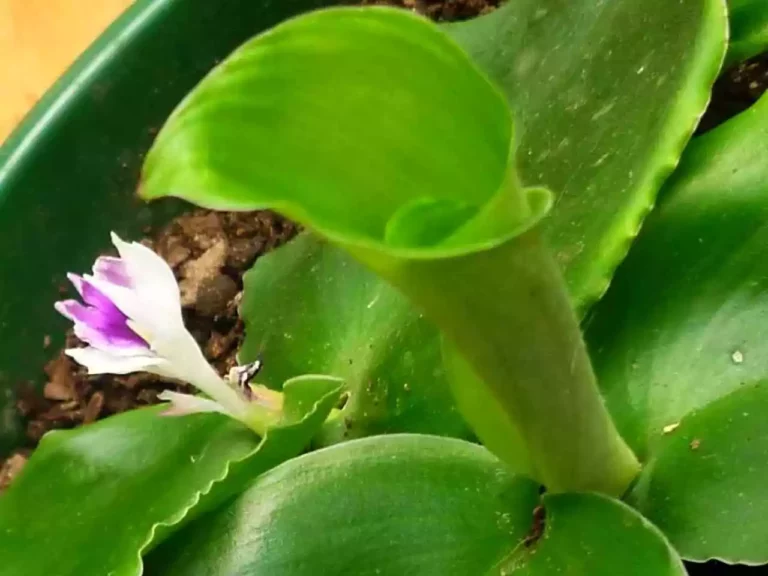 Cara Menanam Kencur dalam Pot Cepat Tumbuh dan Mudah Cara Menanam Kencur Dalam Pot Cepat Tumbuh dan Mudah