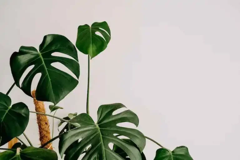 Cara Menanam Monstera di Air yang Anti Ribet!