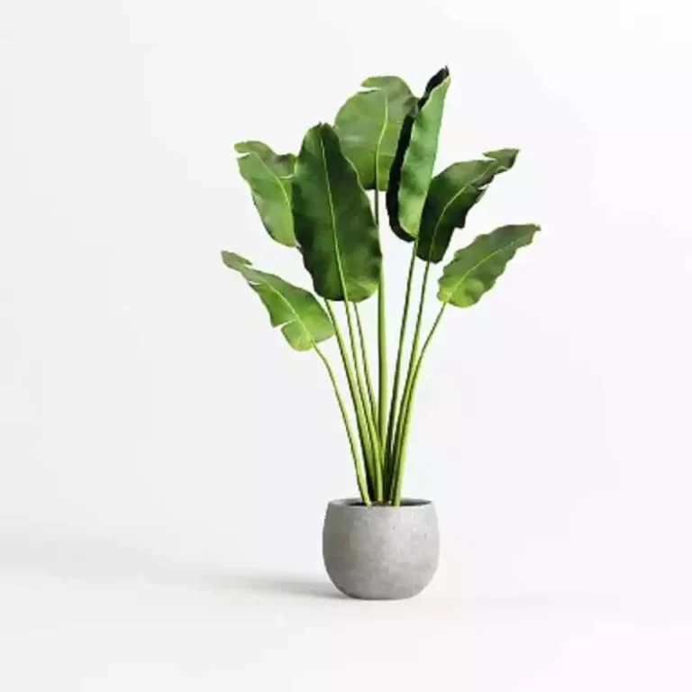 Cara Menanam Sayuran di Pot agar Subur