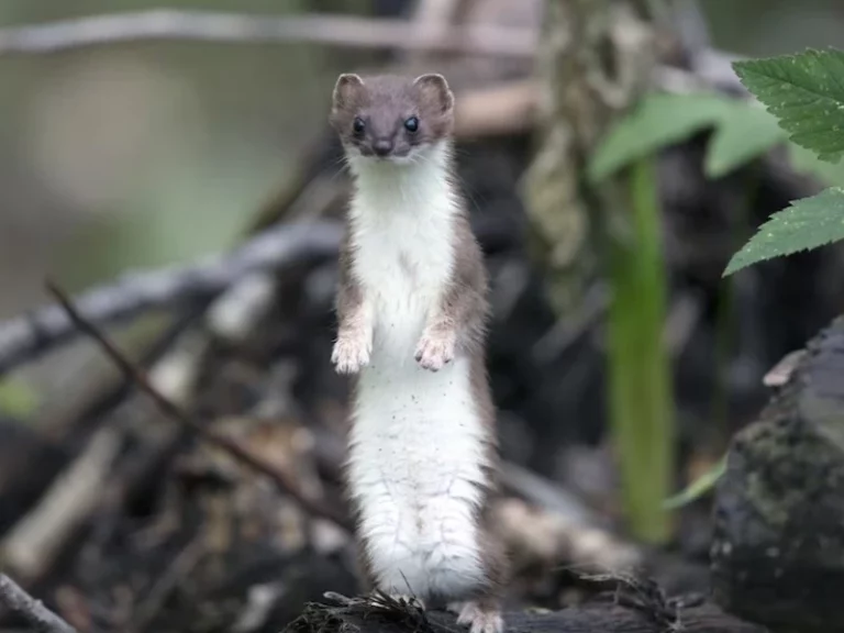 Ternyata Mudah, Begini Cara Menangkap Musang Di Atas Rumah!