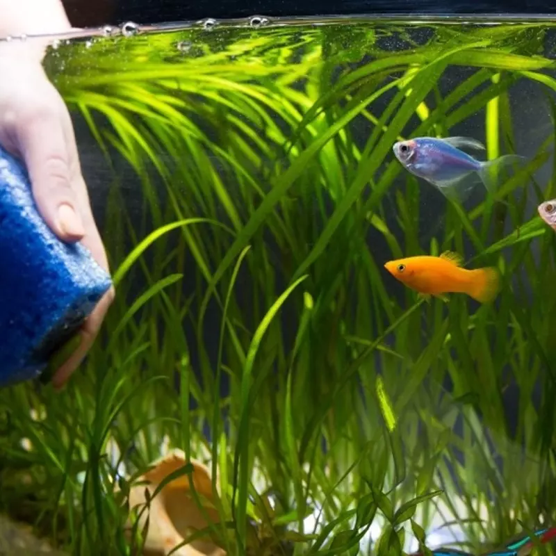 cara membersihkan aquarium tanpa kuras