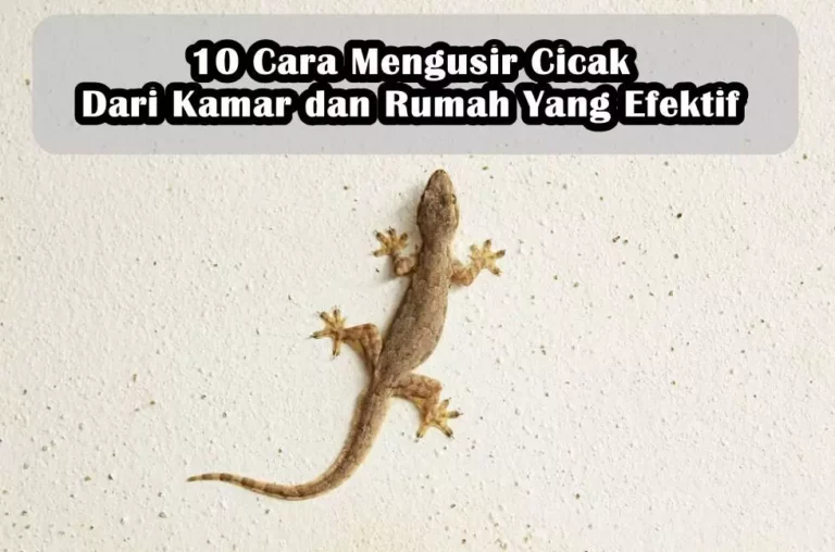 10 Cara Mengusir Cicak Dari Kamar dan Rumah Yang Efektif