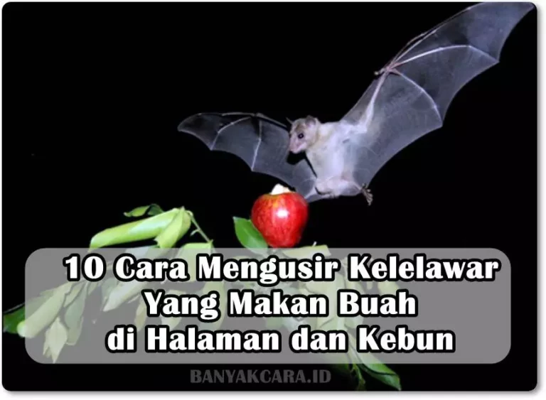 10 Cara Mengusir Kelelawar Yang Makan Buah di Halaman dan Kebun