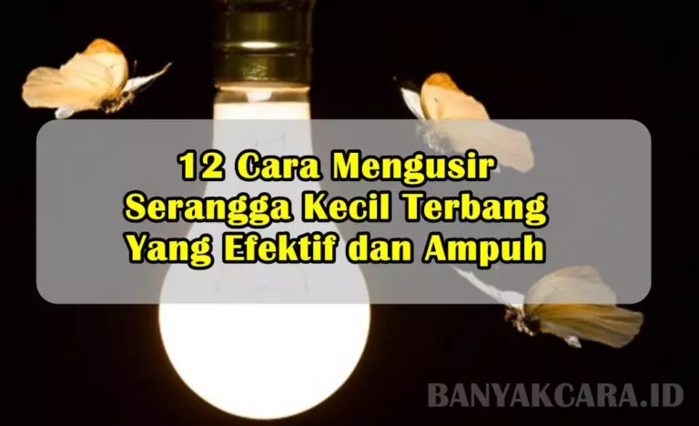 12 Cara Mengusir Serangga Kecil Terbang Yang Efektif dan Ampuh