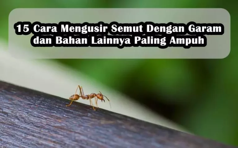 15 Cara Mengusir Semut Dengan Garam dan Bahan Lainnya Paling Ampuh 15 Cara Mengusir Semut Dengan Garam dan Bahan Lainnya Paling Ampuh
