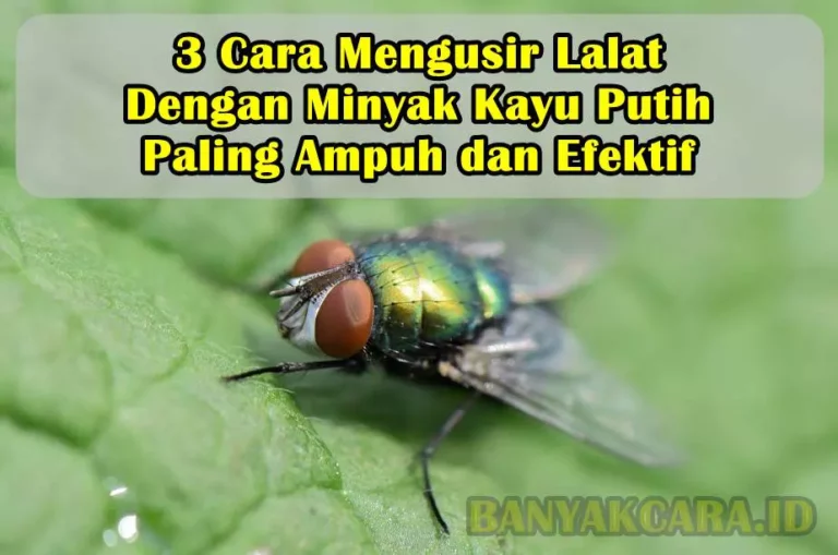 3 Cara Mengusir Lalat Dengan Minyak Kayu Putih Paling Ampuh dan Efektif