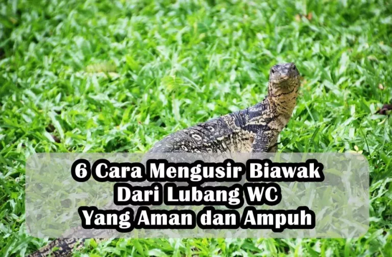 6 Cara Mengusir Biawak Dari Lubang WC Yang Aman dan Ampuh 6 Cara Mengusir Biawak Dari Lubang WC Yang Aman dan Ampuh