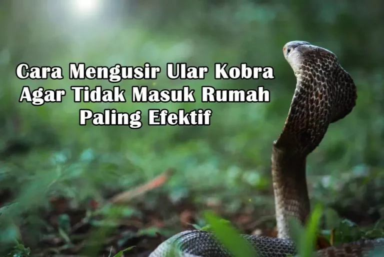 8 Cara Mengusir Ular Kobra Agar Tidak Masuk Rumah Paling Efektif