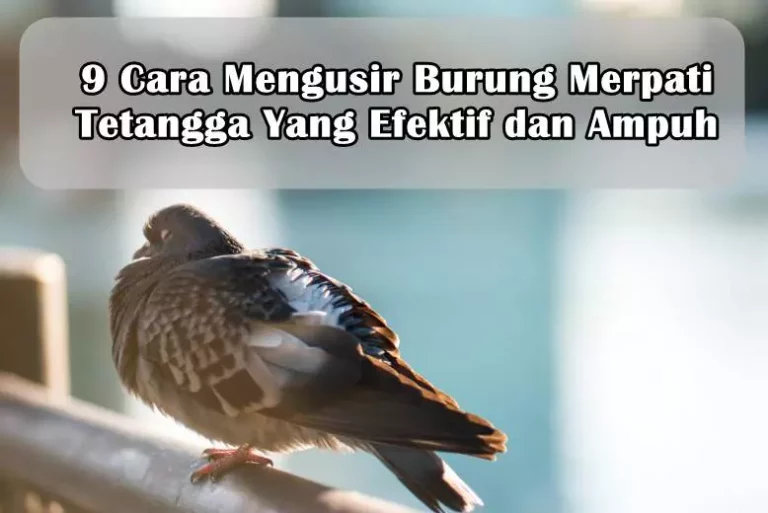 9 Cara Mengusir Burung Merpati Tetangga Yang Efektif dan Ampuh 9 Cara Mengusir Burung Merpati Tetangga Yang Efektif dan Ampuh
