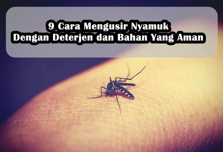 9 Cara Mengusir Nyamuk Dengan Deterjen dan Bahan Yang Aman