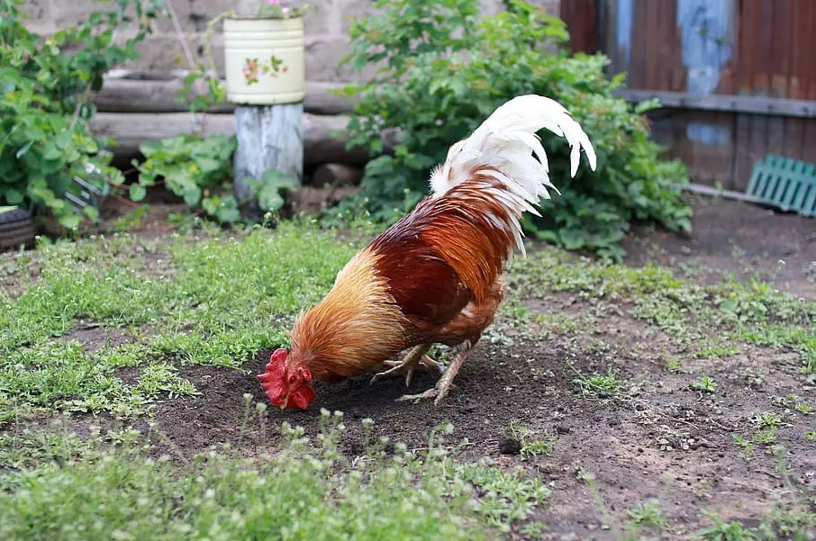 Apa Yang Harus Kamu Perhatikan Saat Mengusir Ayam Tetangga Dari Rumah
