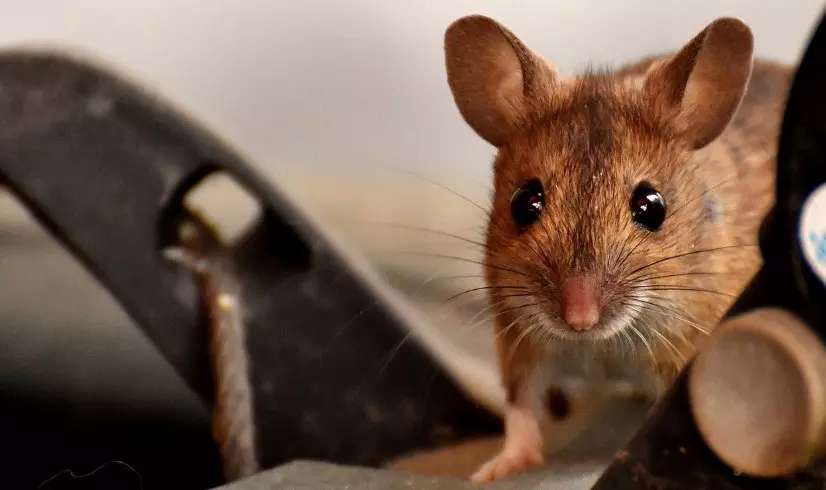 Bagaimana Cara Mengusir Tikus Dari Rumah Yang Aman Tanpa Menimbulkan Bahaya