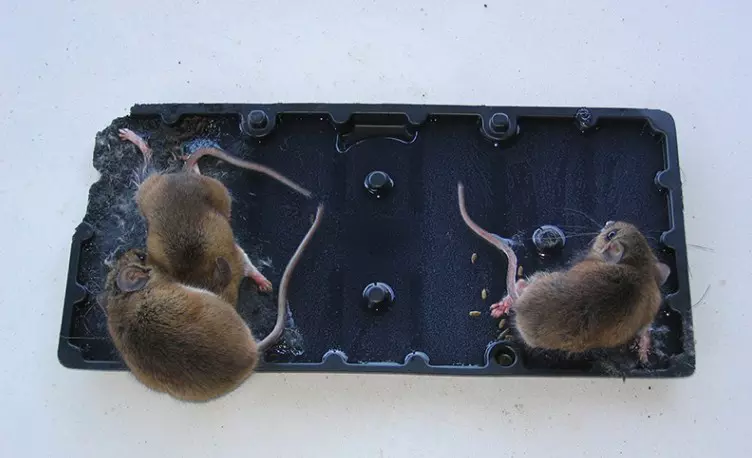 Cara Menangkap Tikus Curut di Rumah Menggunakan Lem Tikus