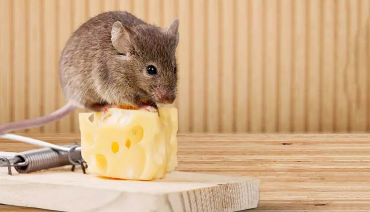 Cara Menangkap Tikus Curut di Rumah Menggunakan Perangkap Jepit Tikus