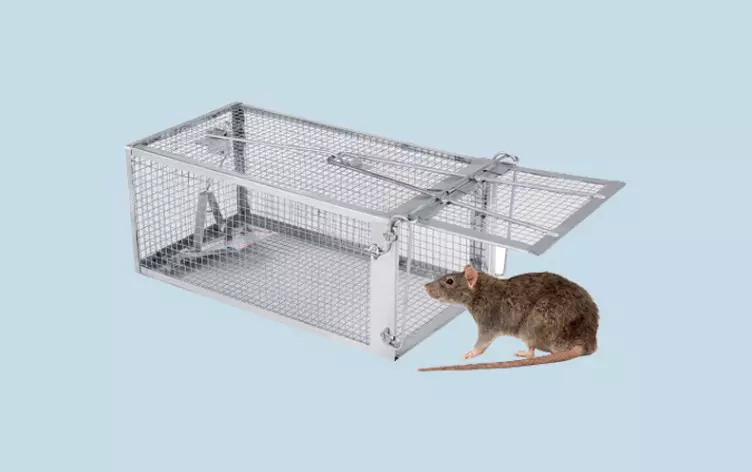 Cara Menangkap Tikus Curut di Rumah Menggunakan Perangkap Sarang Besi