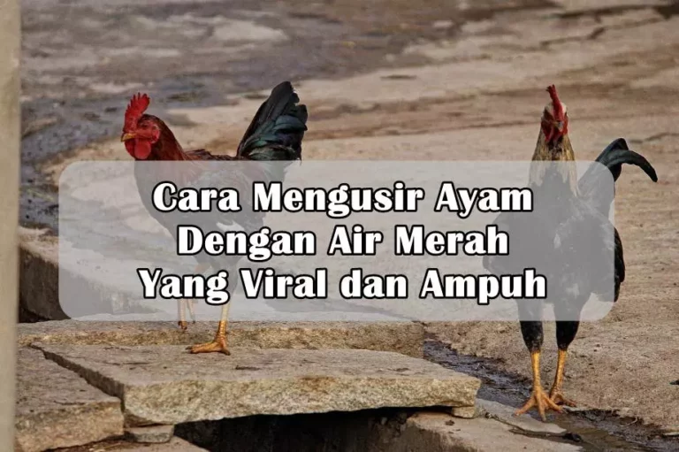 Cara Mengusir Ayam Dengan Air Merah Yang Viral dan Ampuh Cara Mengusir Ayam Dengan Air Merah Yang Viral dan Ampuh