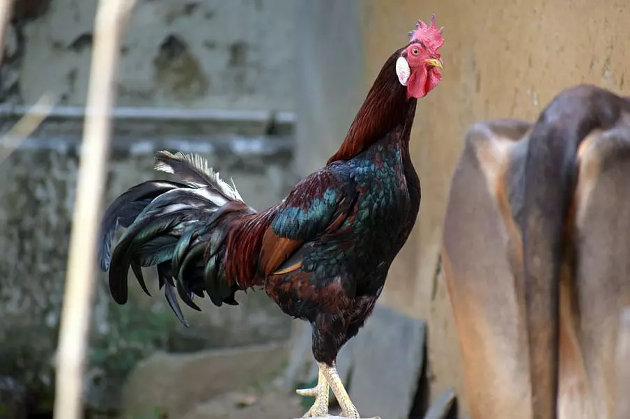 Cara Mengusir Ayam Tetangga dari Halaman dan Teras Rumah