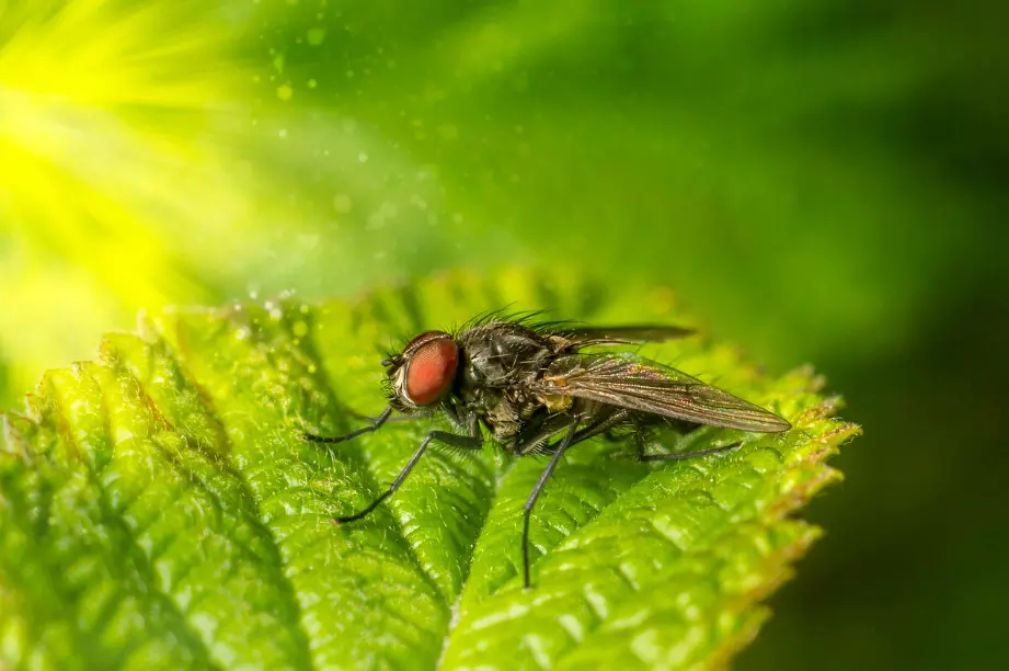 Cara Mengusir Lalat Dengan Bahan Alami Lainnya