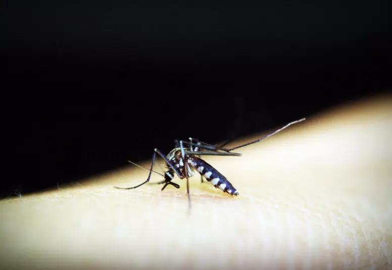 Cara Mengusir Nyamuk Dengan Deterjen dan Bir