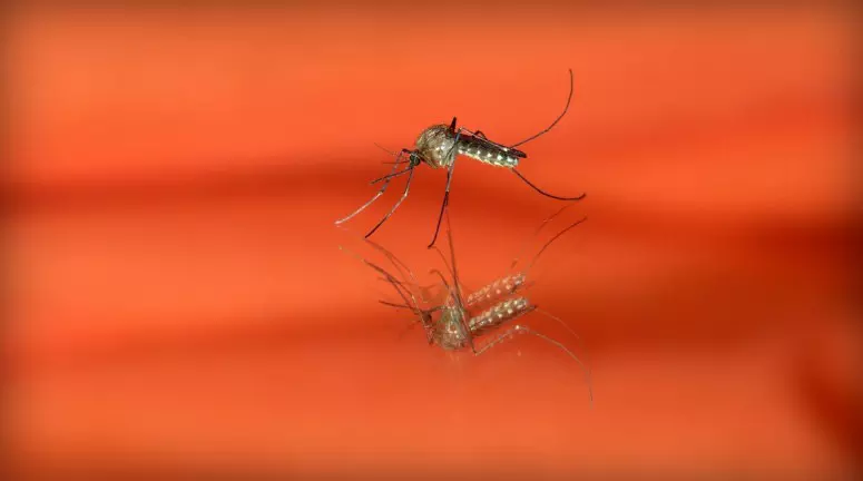 Cara Mengusir Nyamuk Dengan Deterjen dan Gula