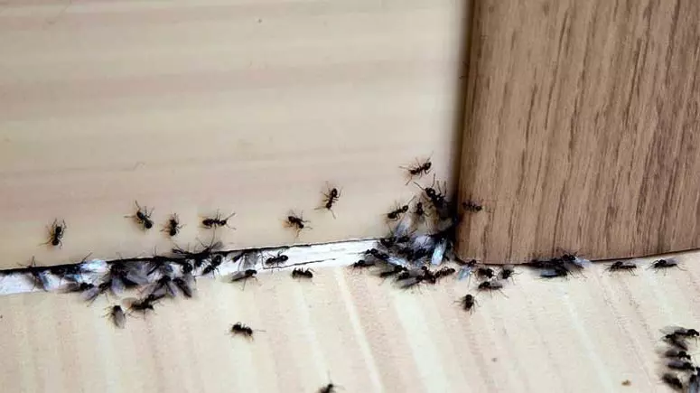 Cara Mengusir Semut Dengan Garam Paling Ampuh dan Efektif
