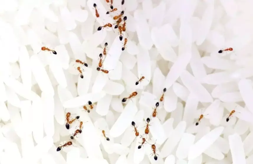 Cara Mengusir Semut di Beras Dengan Bahan Alami