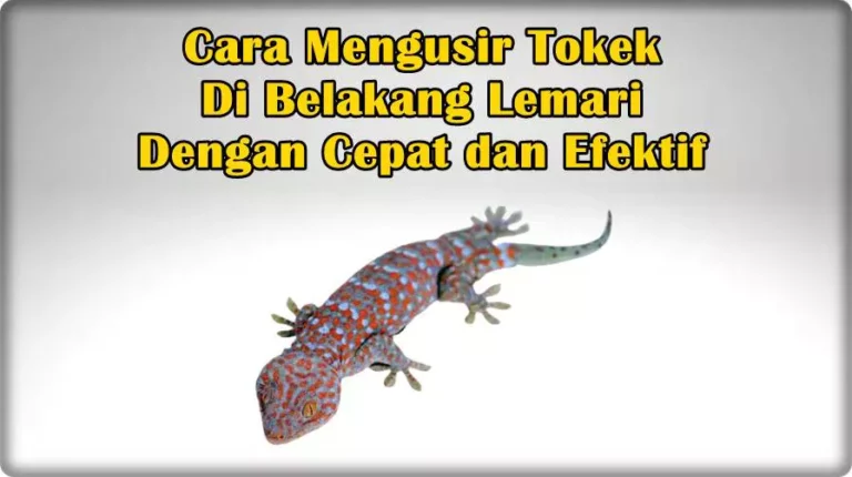 Cara Mengusir Tokek Di Belakang Lemari Dengan Cepat dan Efektif