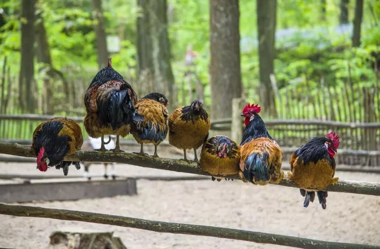 Cara Paling Efektif Untuk Mengusir Ayam Tetangga Dari Halaman dan Teras Rumah