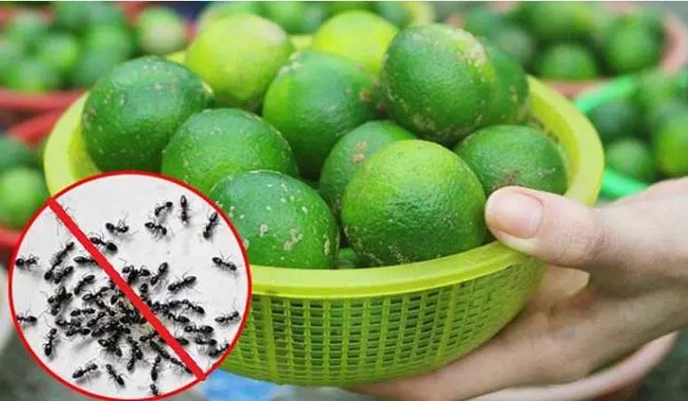 Cara efektif mengusir semut dengan lemon