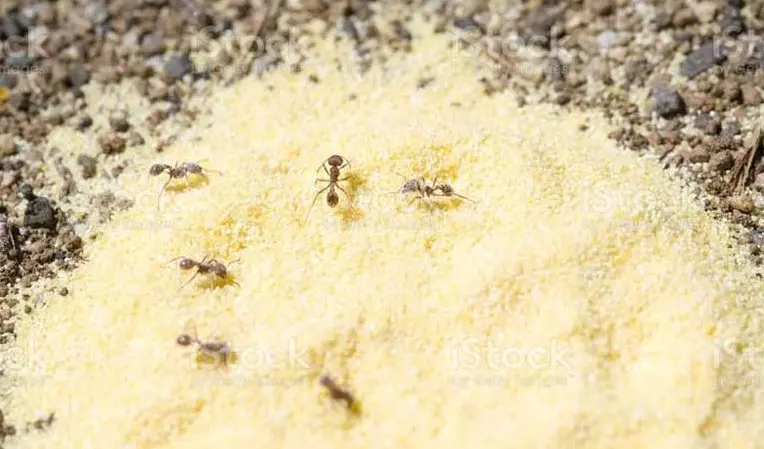 Cara efektif mengusir semut dengan tepung maizena