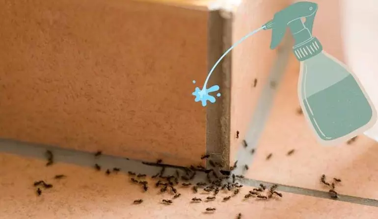 Cara mengusir semut dengan cairan pencuci piring