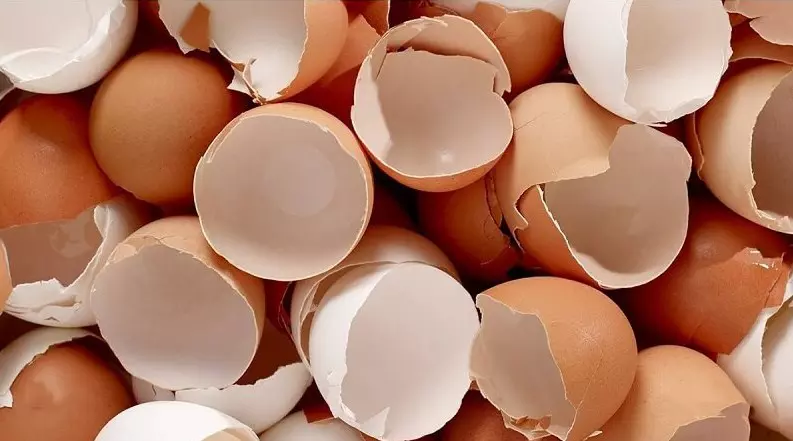 Menggunakan kulit telur merupakan cara mengusir cicak dari kamar yang ampuh