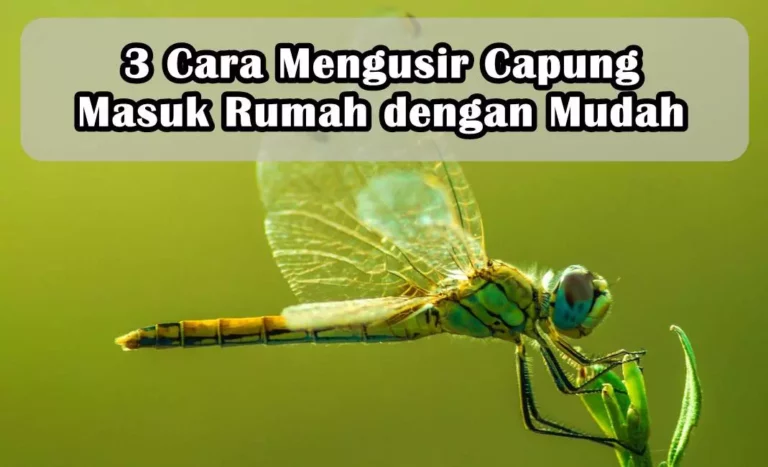 3 Cara Mengusir Capung Masuk Rumah dengan Mudah 3 Cara Mengusir Capung Masuk Rumah dengan Mudah