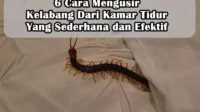 6 Cara Mengusir Kelabang Dari Kamar Tidur Yang Sederhana dan Efektif