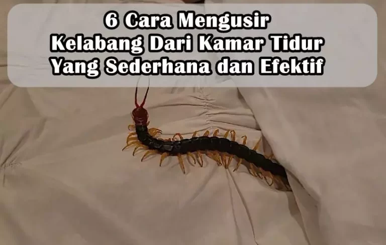 6 Cara Mengusir Kelabang Dari Kamar Tidur Yang Sederhana dan Efektif