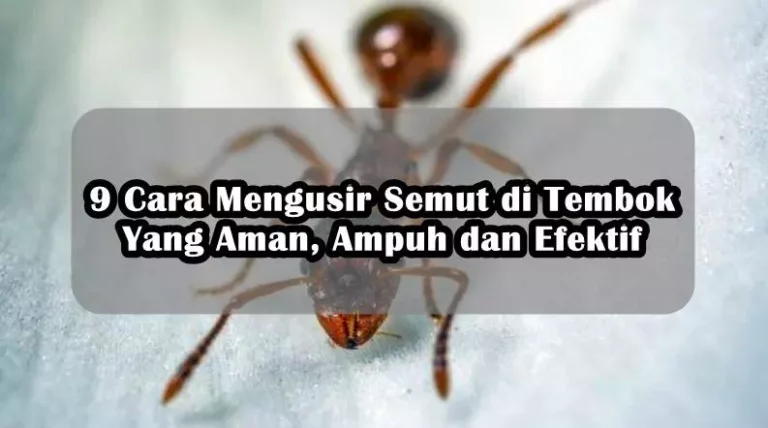 9 Cara Mengusir Semut di Tembok Yang Aman, Ampuh dan Efektif