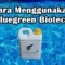 Cara Menggunakan Bluegreen Biotech Untuk Kolam Ikan Lele dan KOI