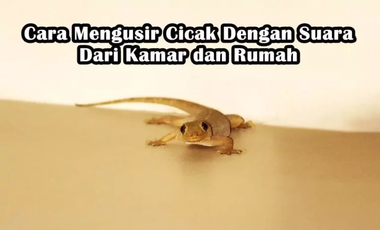 Cara Mengusir Cicak Dengan Suara Dari Kamar dan Rumah