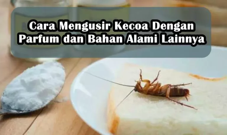 Cara Mengusir Kecoa Dengan Parfum dan Bahan Alami Lainnya Cara Mengusir Kecoa Dengan Parfum dan Bahan Alami Lainnya
