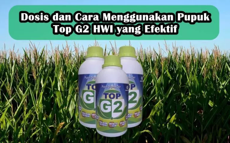 Dosis dan Cara Menggunakan Pupuk Top G2 HWI yang Efektif