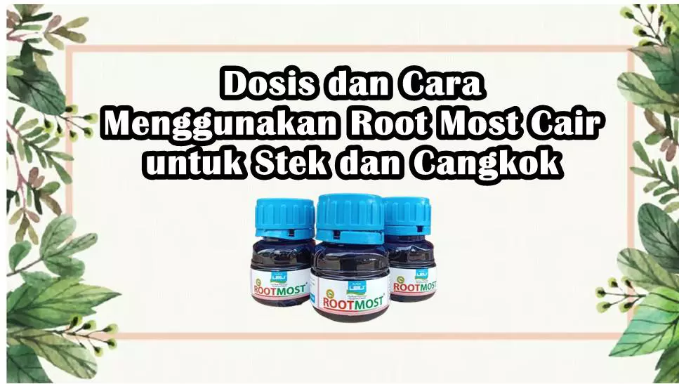 Dosis dan Cara Menggunakan Root Most Cair untuk Stek dan Cangkok