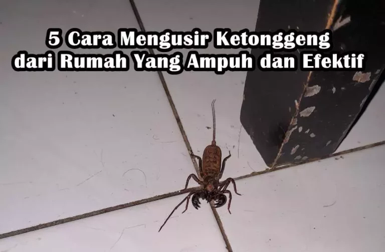 5 Cara Mengusir Ketonggeng dari Rumah Yang Ampuh dan Efektif